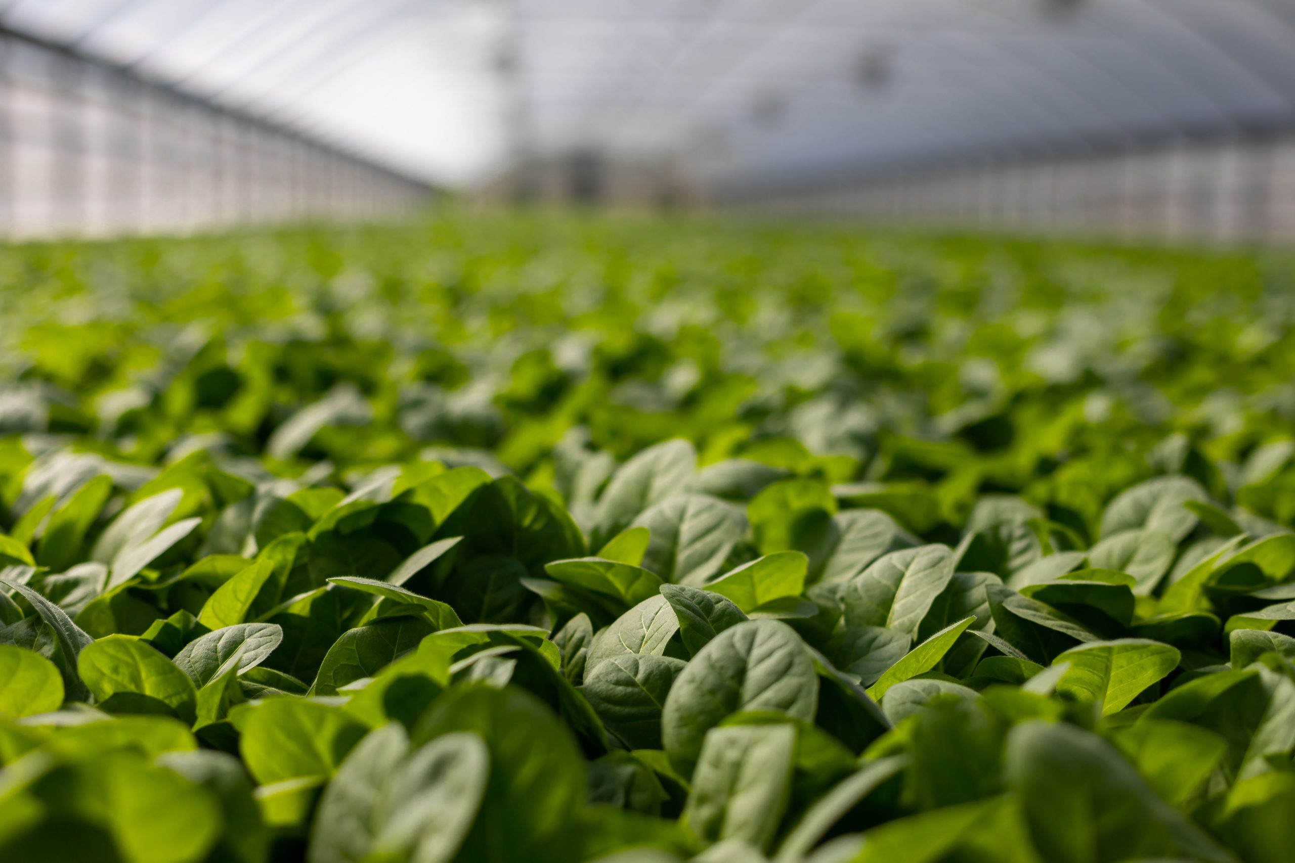 field of baby spinach in a hoop house